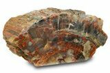 Free Standing Petrified Wood (Araucarioxylon) - Arizona #371648-1